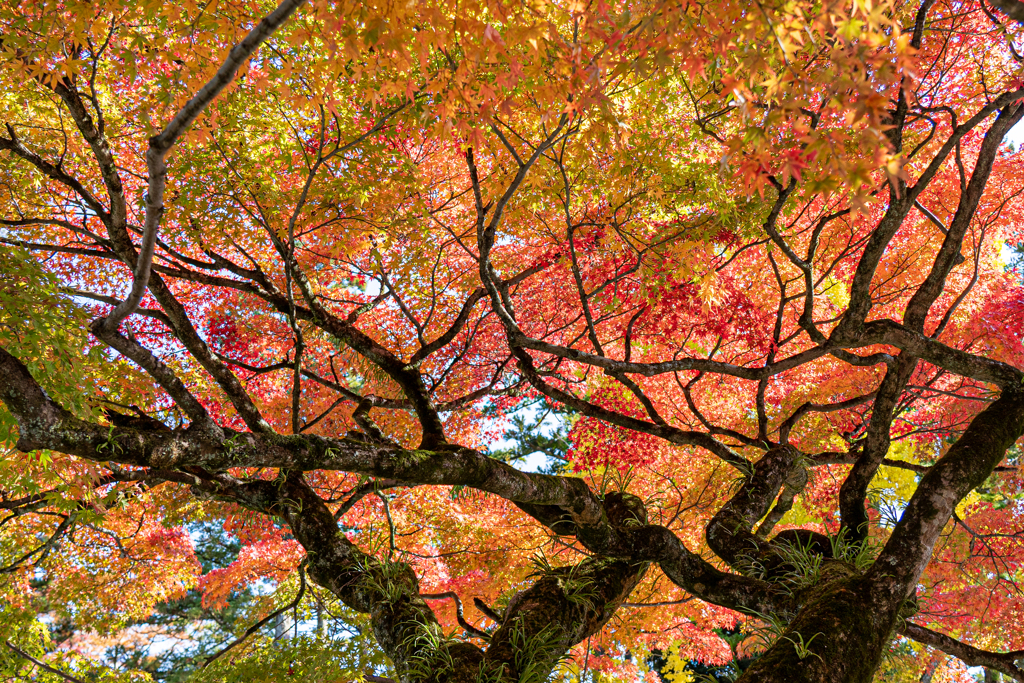 多賀大社での紅葉