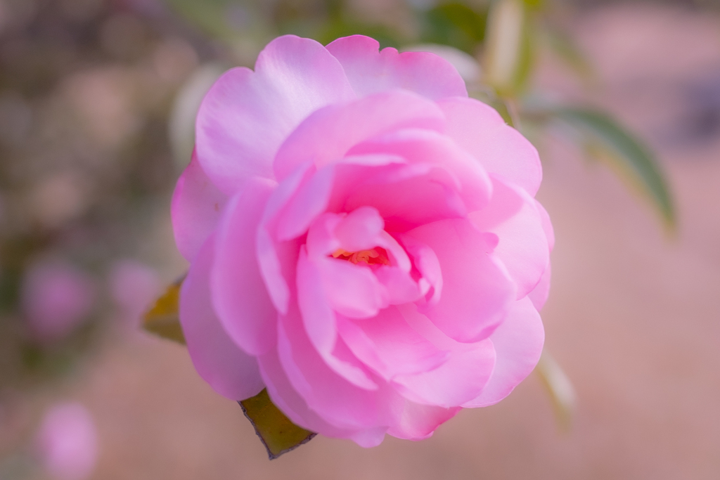 散歩で見かけた花（2）