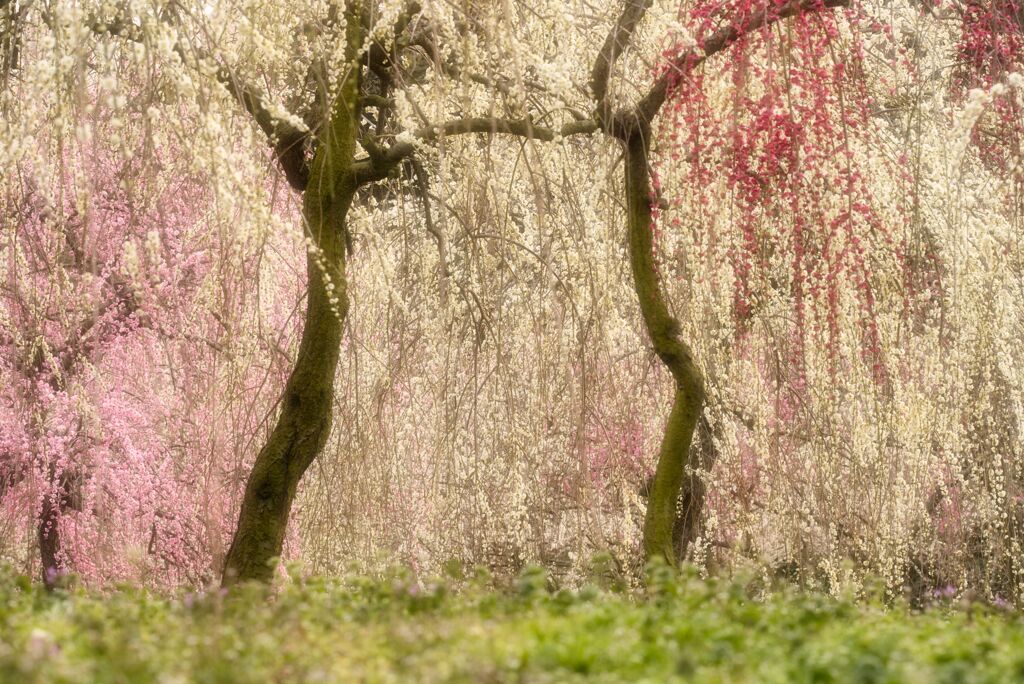 梅林公園（2）