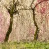 梅林公園（2）