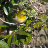 メジロ　北勢中央公園