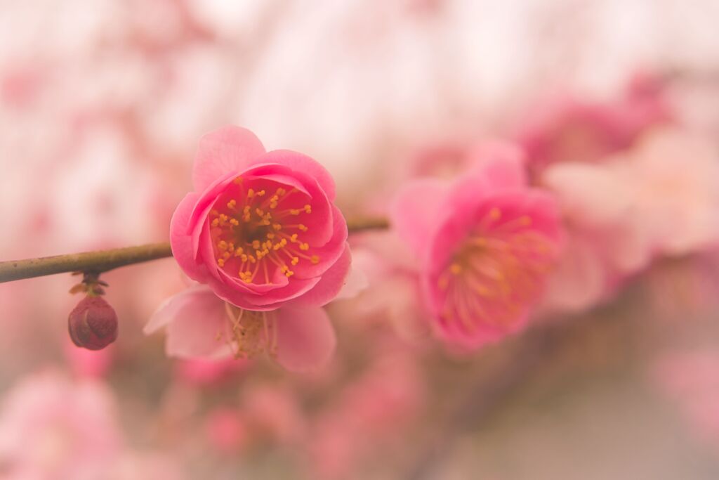 梅林公園（1）