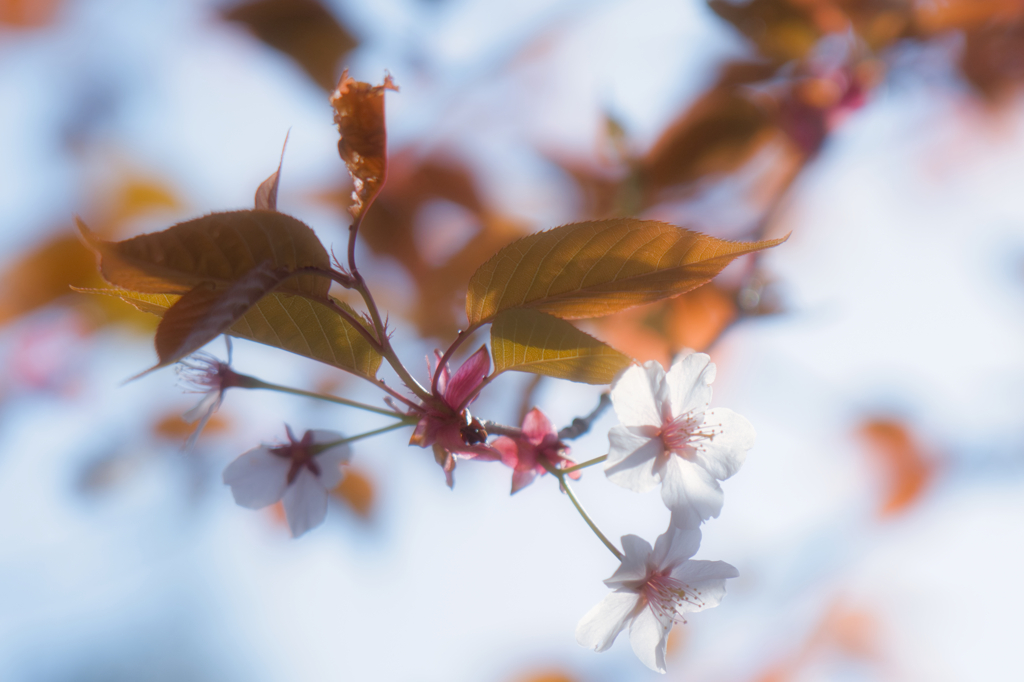 山桜　多度山にて