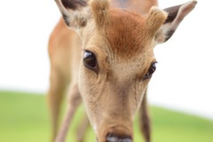 奈良公園 鹿