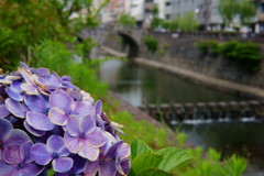 紫陽花と眼鏡橋