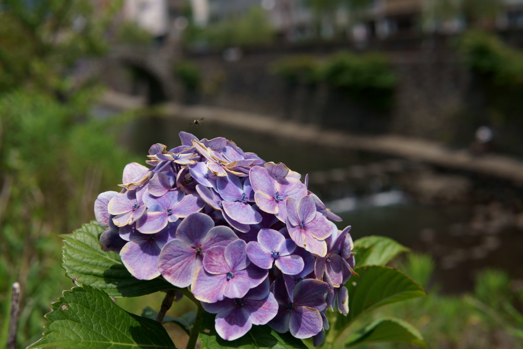 川辺の紫陽花