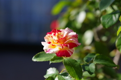 IMGP2946