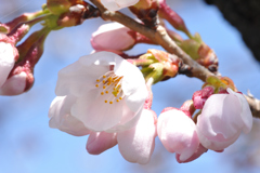 DSC_7556_00001