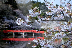 茂原桜まつり