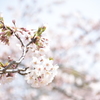 弁天公園の桜