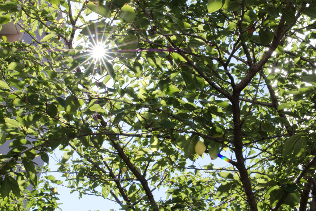 夏の木漏れ日