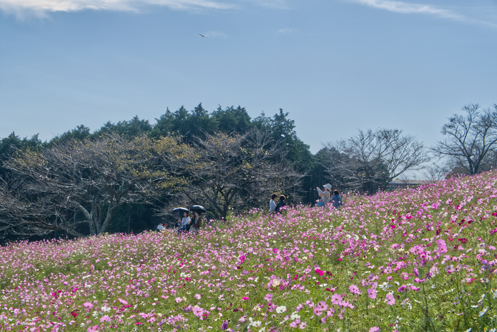 白木峰高原５