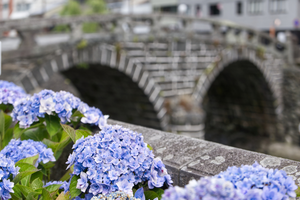 紫陽花と眼鏡橋