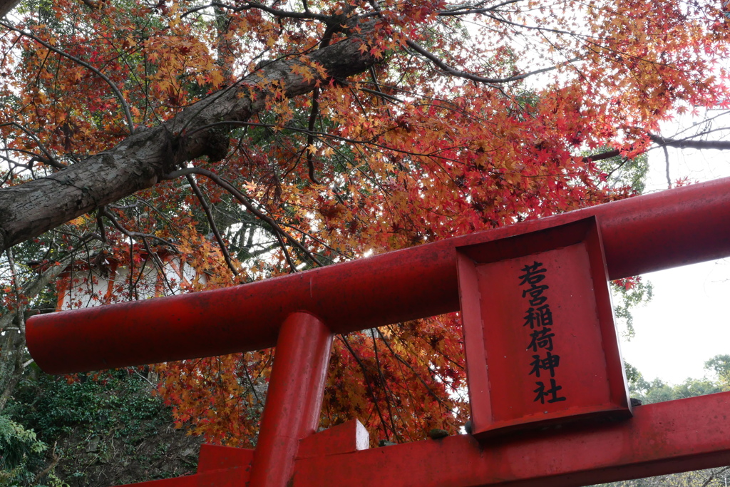 赤い鳥居と紅葉と