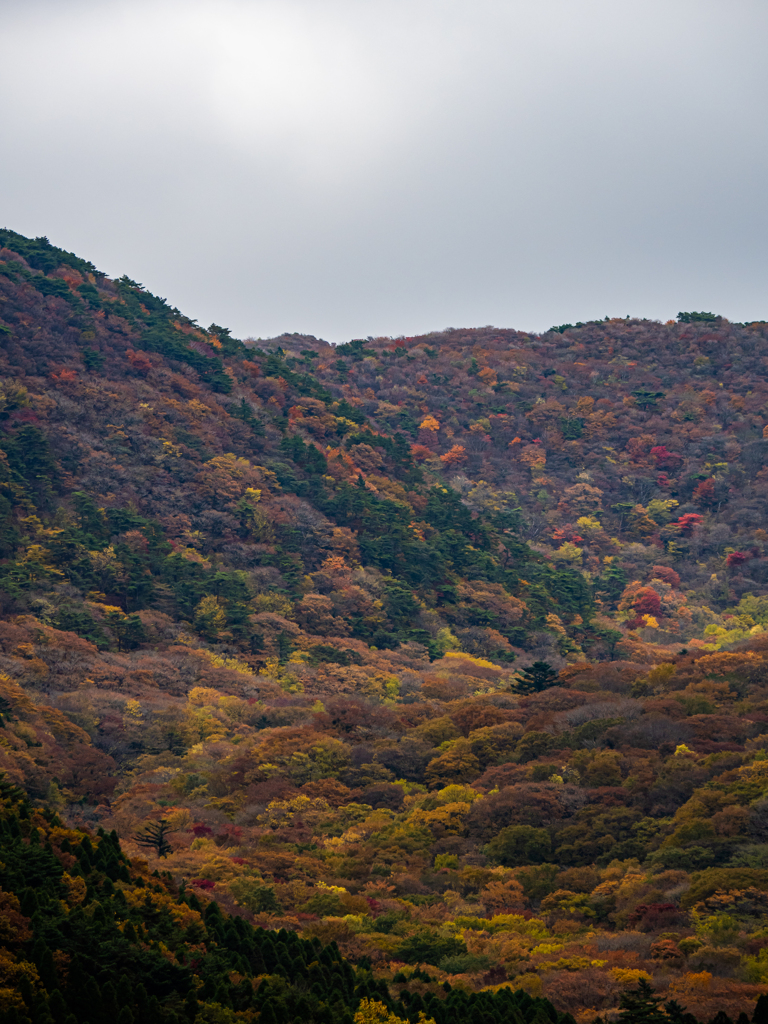 くじゅう連山の紅葉