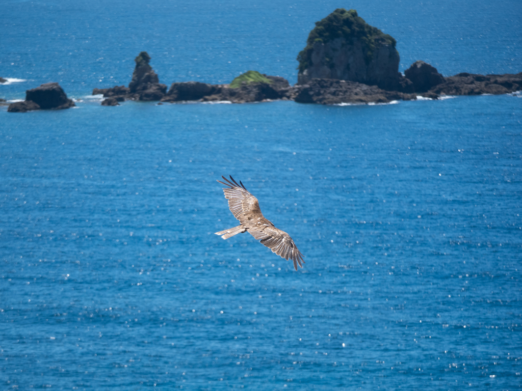 鬼ヶ浦の鳶