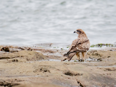 佇む鳶