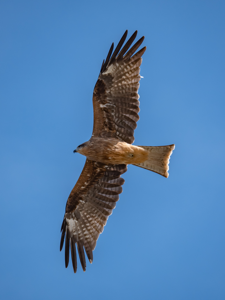 波戸岬の鳶