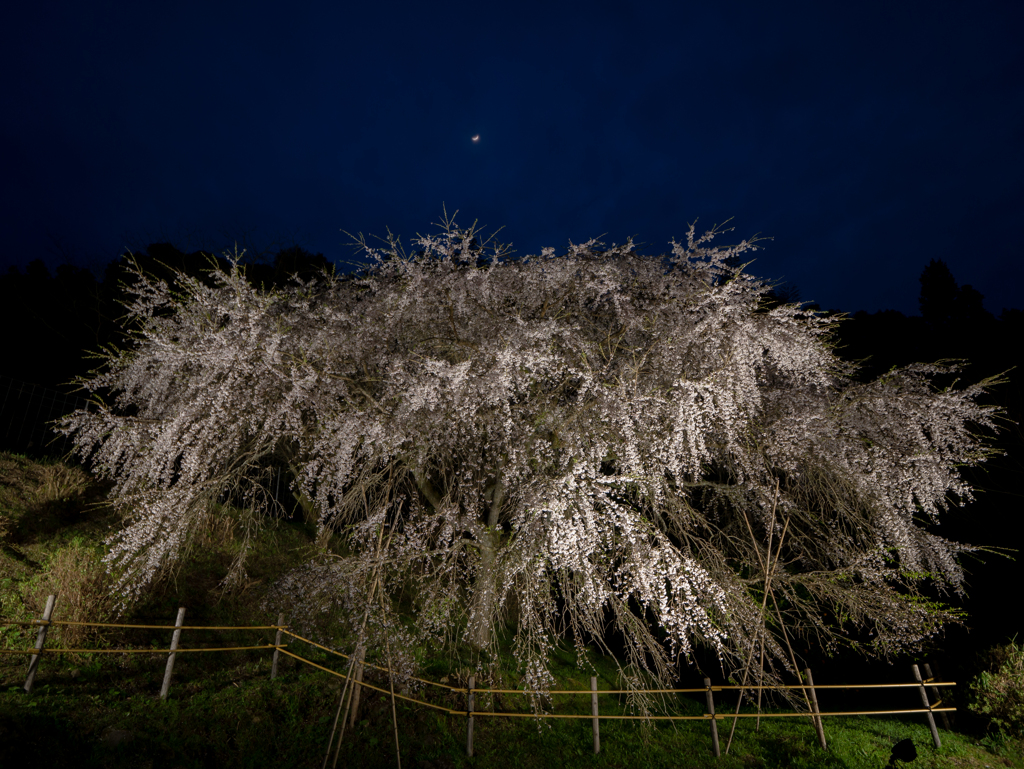 天神山 枝垂れ桜１