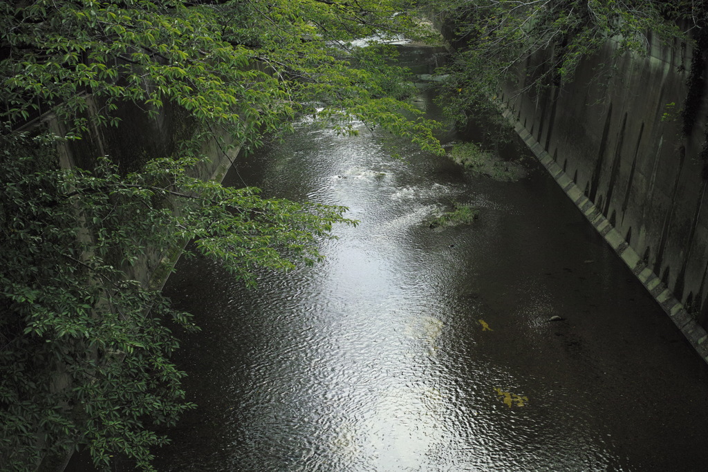 石神井川
