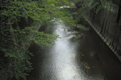 石神井川