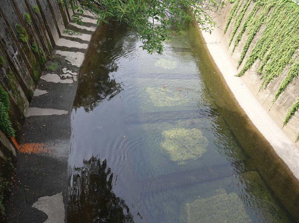 石神井川