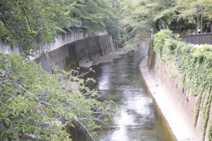 石神井川