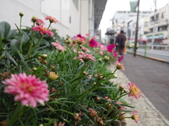 花壇