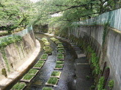 石神井川