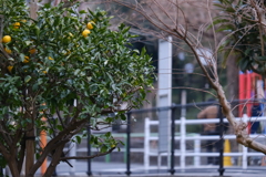 DSCF0291