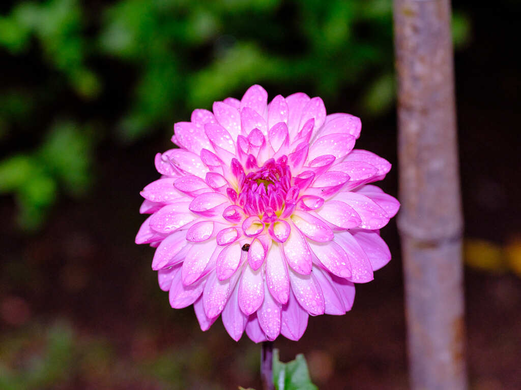 _GFX0947
