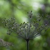 植物園