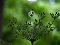 植物園