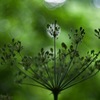 植物園