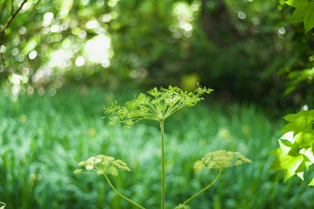 植物園