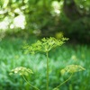 植物園