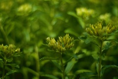麒麟草