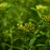 麒麟草