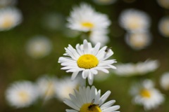 フランス菊