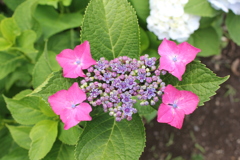 紫陽花