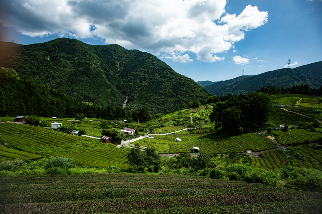 岐阜県の茶畑