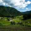 岐阜県の茶畑