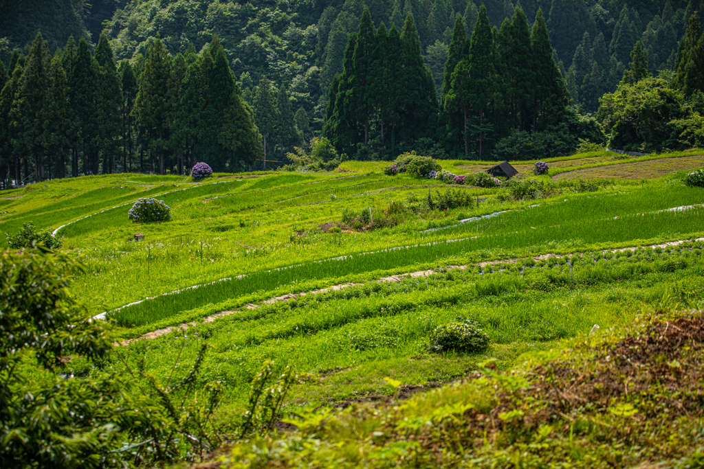 岐阜県の棚田百選