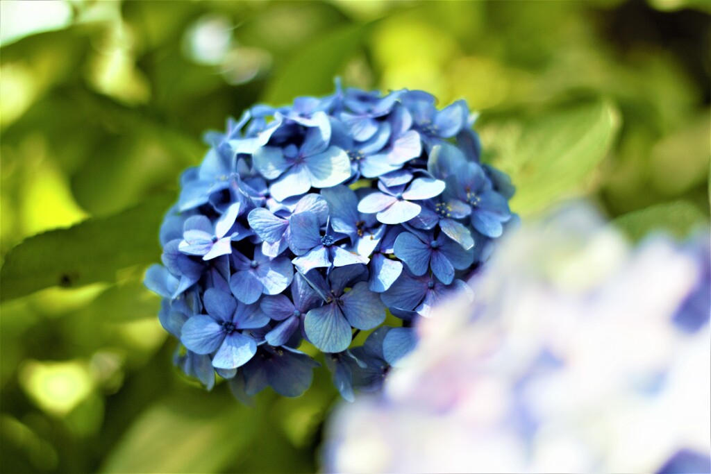 6月末の紫陽花さん