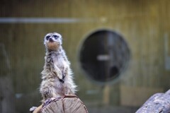 みーあきゃっとさん