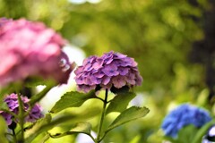 6月末の紫陽花さん