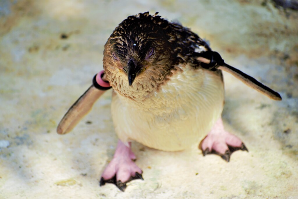 かわいいポーズで寝るペンギン