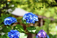 6月末の紫陽花さん