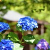 6月末の紫陽花さん