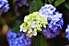 6月末の紫陽花さん